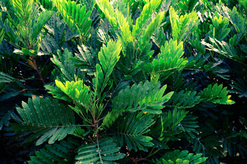 Tropical tree with green leaf in a garden, Nature pattern background