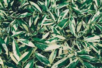 Naklejka na ściany i meble Green mixed white leaf plant, Nature pattern background