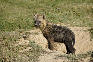 Dirty young spotted hyena standing at entrance to den, Ol Pejeta Conservancy, Kenya