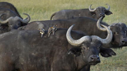 Cape buffalo with yellow-billed oxpeckers on back, Ol Pejeta Conservancy, Kenya