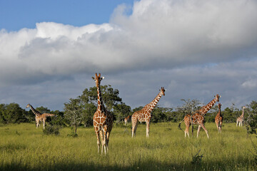 A journey (group) of reticulated giraffes, Ol Pejeta Conservancy, Kenya