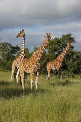 Reticulated giraffes standing in long grass, Ol Pejeta Conservancy, Kenya