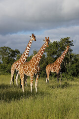 Reticulated giraffes standing in long grass, Ol Pejeta Conservancy, Kenya