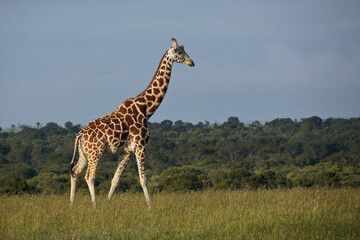 Reticulated giraffe walking in long grass, Ol Pejeta Conservancy, Kenya