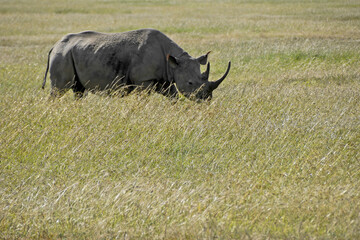 Black rhinoceros in long grass, Ol Pejeta Conservancy, Kenya