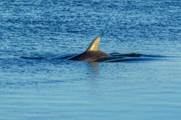 Local Dolphins Cruising Captain Sam's Inlet, Seabrook Island
