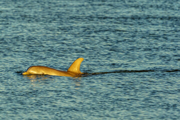 Local Dolphins Cruising Captain Sam's Inlet, Seabrook Island