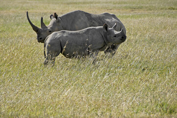 Obraz premium Black rhinoceros with calf standing in long grass, Ol Pejeta Conservancy, Kenya