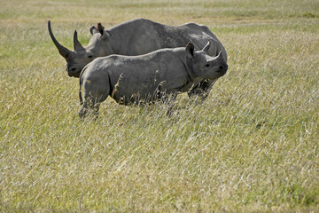 Black rhinoceros with calf standing in long grass, Ol Pejeta Conservancy, Kenya