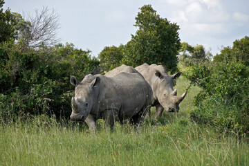 White rhinos in the bush, Ol Pejeta Conservancy, Kenya