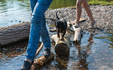 People into a small river wade. Dachshund dog. Wooden logs. Summer season.