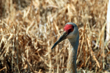 Sandhill crane