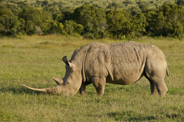 Fototapeta na wymiar White rhinoceros with very long horn grazing in late-afternoon light, Ol Pejeta Conservancy, Kenya
