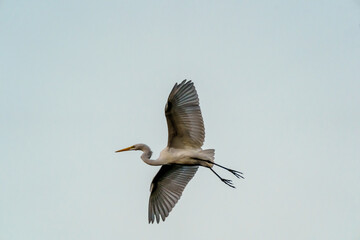 Egrets Coming Home to Roost for the Night