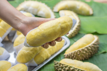 A woman's hand holds a golden yellow durian fruit with a durian background placed on a banana leaf. Ripe durian, the king of fruits of Thailand