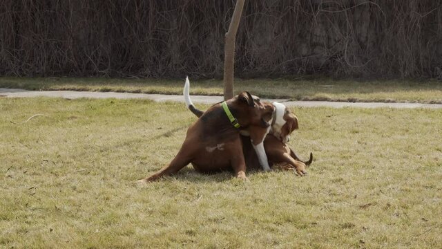 Two dogs playing in the garden on the lawn 4K. Beagle and rhodesian ridgeback fooling around in a park