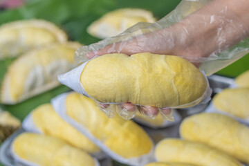 A woman wearing a cooking glove holds a golden yellow durian with a durian background placed on a banana leaf. Ripe durian, the king of fruits of Thailand