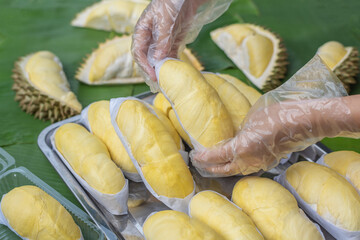 A woman wearing a cooking glove holds a golden yellow durian with a durian background placed on a banana leaf. Ripe durian, the king of fruits of Thailand