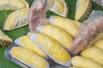 A woman wearing a cooking glove holds a golden yellow durian with a durian background placed on a banana leaf. Ripe durian, the king of fruits of Thailand