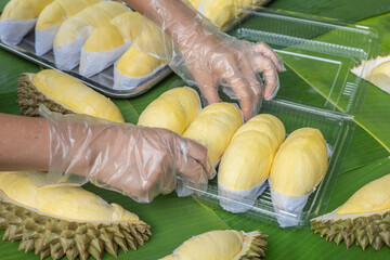 A woman wearing a cooking glove is laying out the golden yellow durian in a clear plastic box with a banana leaf background. Ripe durian, the king of fruits of Thailand