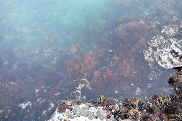 透き通る海、海中の草、海藻 岩の海