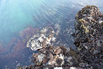 透き通る海、海中の草、海藻 岩の海