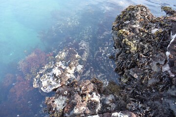 透き通る海、海中の草、海藻 岩の海