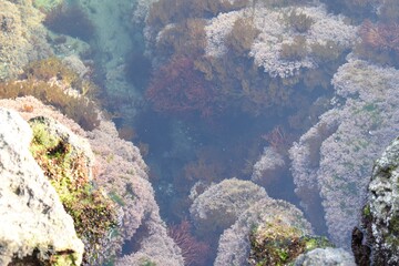 Naklejka na ściany i meble 透き通る海、海中の草、海藻 岩の海