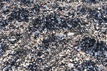 貝殻の欠片だらけの砂浜