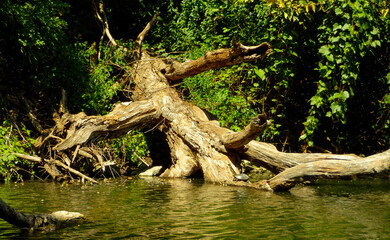 Dead tree submerged in water