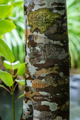 Stunning trunk with colorful camouflage designed by lichens in the tropical jungle. Iriomote Island.