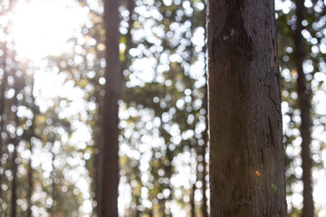 Teak tree in the forest.