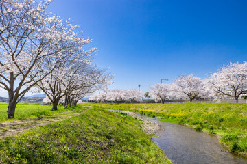 Fototapeta na wymiar 草場川沿いの桜並木と菜の花の風景　福岡県筑前町