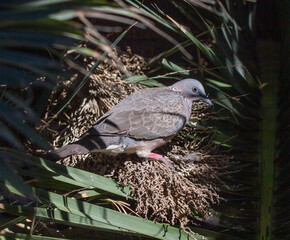 Spotter Turtle Dove