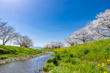 草場川沿いの桜並木と菜の花の風景　福岡県筑前町