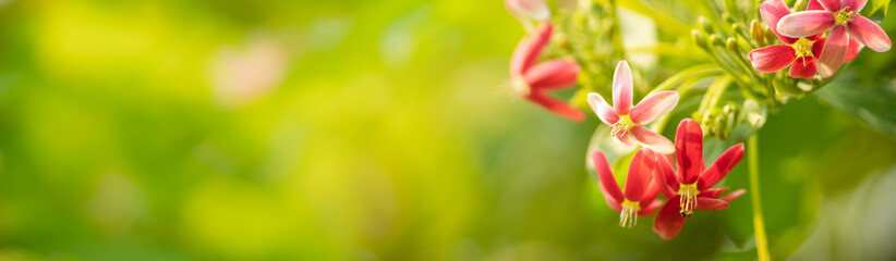 Closeup of mini pink and red flower on blurred gereen background using as background natural plants landscape, ecology cover page concept.