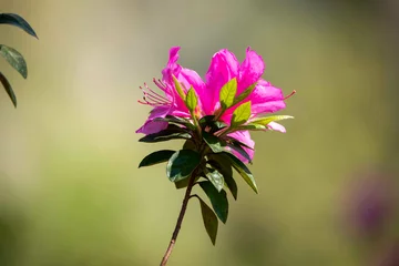 Foto auf Acrylglas Azalee Azaleas Blooming on a Sunny Day