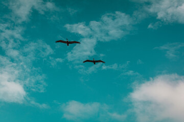 Pelícanos volando