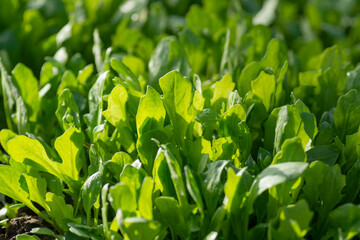 Rocket or arugula (Eruca vesicaria) leaves growing in the greenhouse in spring.