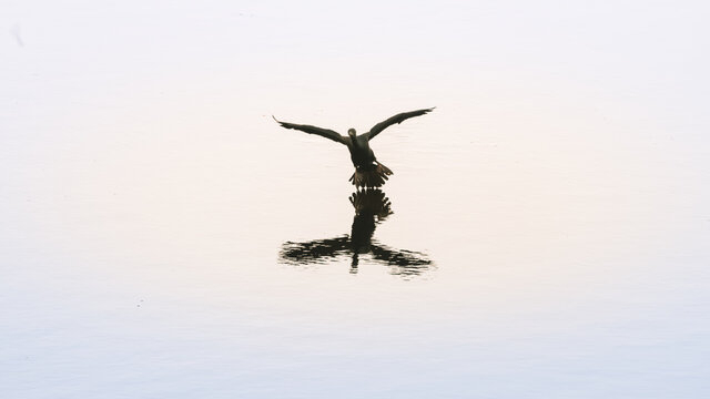 Indian cormorant bird landing on the calm water surface of the lake in Pusiyankulama Wewa. leaving water splash and a trail, widespread wings, and legs touching the water picture series.