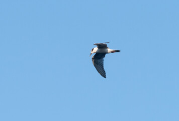 Fototapeta na wymiar Black-capped petrel bird flight against clear blue skies.