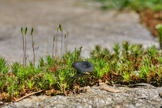 A tiny black mushroom, Arrhenia chlorocyanea, known as verdigris navel, grows among the haircap and fern mosses in a stone patio in the Pacific Northwest