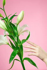 Bouquet of white flowers on a pink background and female hand cropped view
