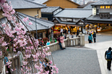 Obraz premium Prunus Pendula (Shidare Sakura or Zakura, weeping cherry tree) with blurred background at Kiyomizuzaka in Kyoto, Japan. Kiyomizuzaka is the street of Kiyomizu Dera Temple's Monzen-machi (temple town)