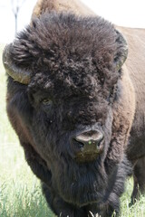 American Bison Up Close