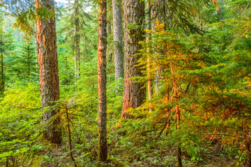 Fototapeta premium Beautiful Mountain Trail View at Joffre Lakes, British Columbia, Canada.