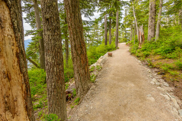 Fototapeta na wymiar Fragment of Panorama Trail in Sea to Sky Gondola Park in Vancouver, Canada.