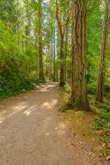 Fototapeta na wymiar Fragment of Lake Cowichan trail in Nanaimo, Vancouver, Canada.