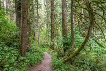 Fragment of Hayward Lake Park trail in Vancouver, Canada.