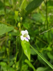 white flower in the forest